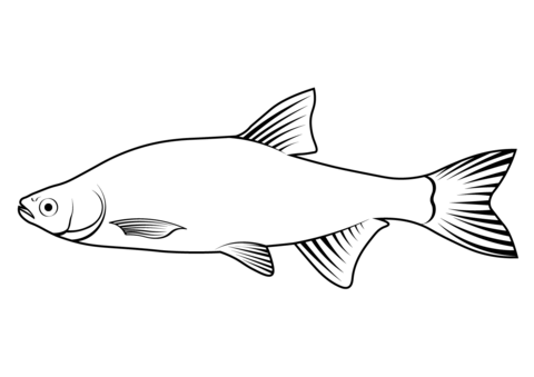 Golden Shiner (Notemigonus Crysoleucas) Coloring Page